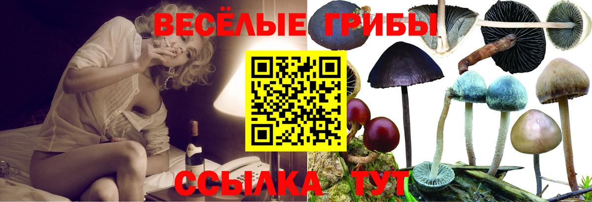 Ачхой-Мартан  Псилоцибиновые грибы GOLDEN TEACHER  Вход с VPN  наркота  Псилоцибиновые грибы прущие грибы 